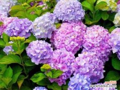 探寻绣球花的寓意与象征 绣球花的花语