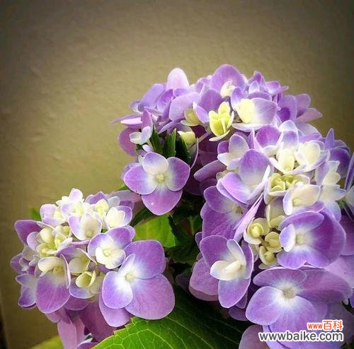 探寻绣球花的寓意与象征 绣球花的花语