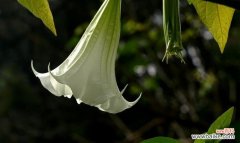 探索黑色曼陀罗花的美与暗示 黑色曼陀罗花的神秘寓意