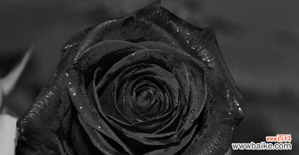 探索黑色曼陀罗花的隐藏意义 黑色曼陀罗花语之神秘与力量