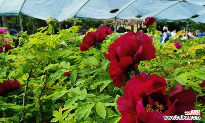 揭开黑牡丹花的诗意和意义 黑牡丹花语