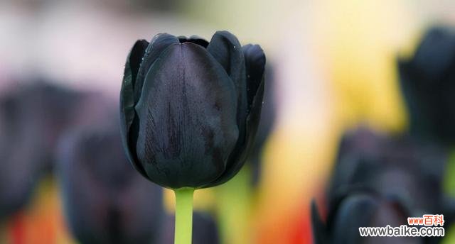 揭开黑牡丹花的诗意和意义 黑牡丹花语