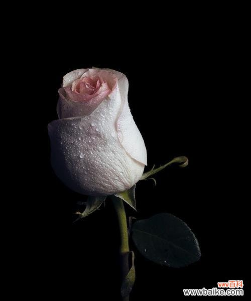 探索黑色玫瑰背后的意义 黑色玫瑰的花语