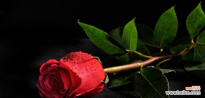 探索黑色玫瑰背后的意义 黑色玫瑰的花语