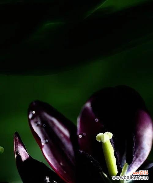 催人泪下的花园中的黑色守护者 黑色桔梗花语-神秘与哀愁的化身