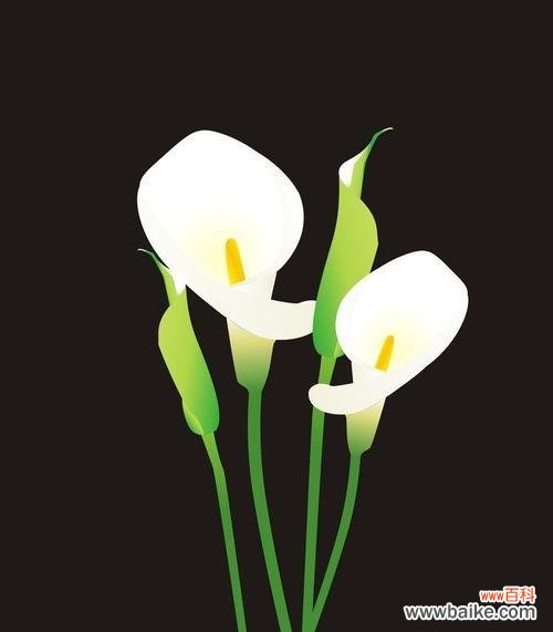 马蹄莲花的花语 黑色马蹄莲花语——寄托坚韧与希望的象征