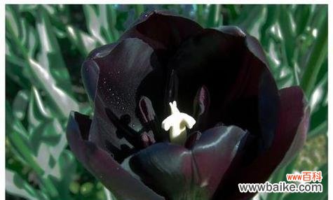 解读黑色曼陀罗花的花语与神秘力量 黑色曼陀罗花的神秘传说