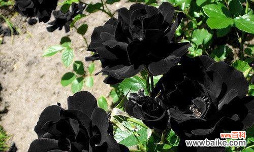 探索黑色玫瑰的神秘面纱 黑色玫瑰的象征意义与美