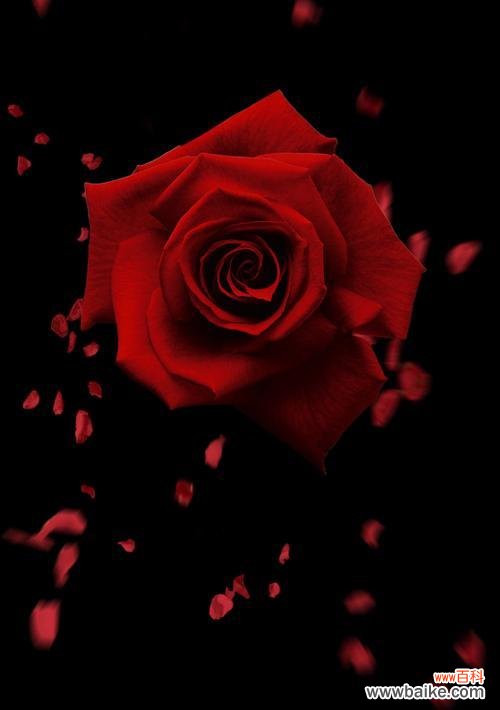 探索黑色玫瑰的象征意义及传达的情感 黑色玫瑰花语的神秘与深情