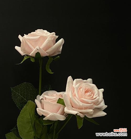 黑色玫瑰的深意与诠释 黑色玫瑰花语——浪漫与神秘的象征