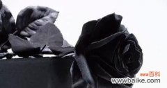 揭开黑色玫瑰背后的谜团 黑色玫瑰花语——生命中的神秘与力量