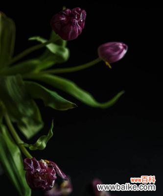 探寻黑色郁金香的花语与寓意 黑色郁金香花语