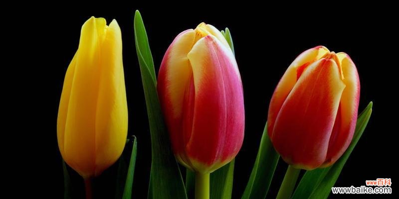 探寻黑色郁金香的花语与寓意 黑色郁金香花语