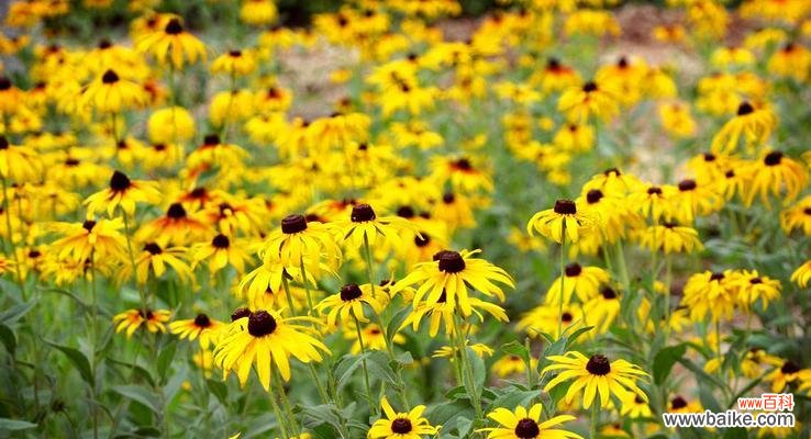 探索黑心菊的花语与象征意义 以黑心菊的花语为主题的文章