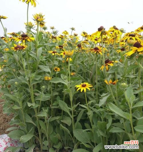 探索黑心菊的花语与象征意义 以黑心菊的花语为主题的文章