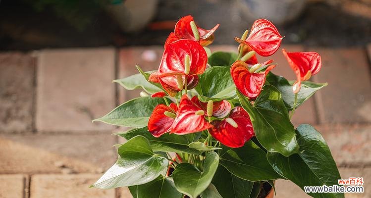 哪些花卉的寓意代表着祝福？