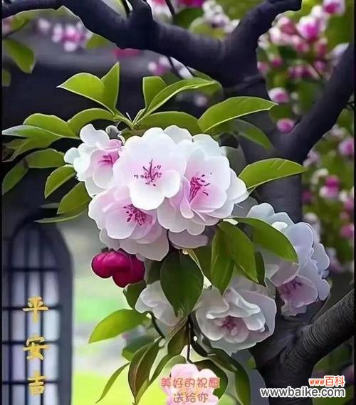 哪些花卉的寓意代表着祝福？