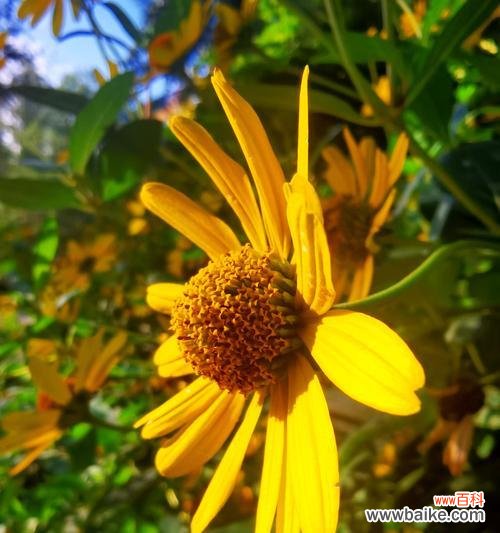 哪些花卉的寓意代表着祝福？