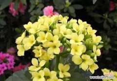 哪些花寓意老人健康长寿？