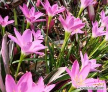 白色风雨花的花语是什么？