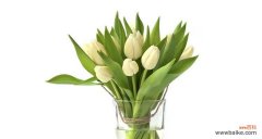 白色花在文化中代表什么？