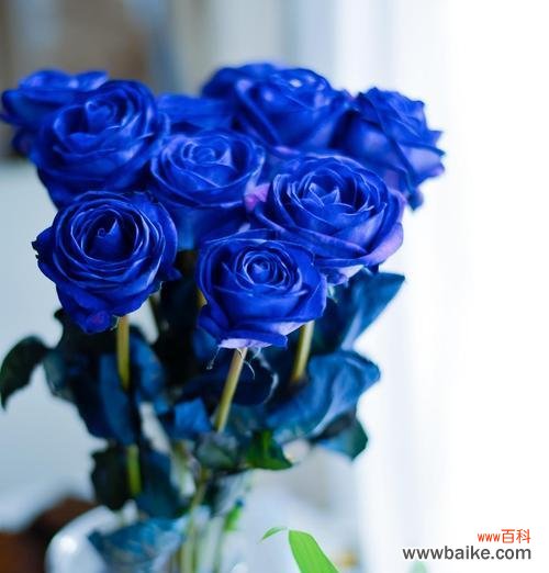 蓝色妖姬象征着什么？它的寓意是什么？