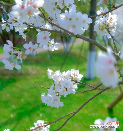 岳阳花语世界在春节期间有哪些特色?