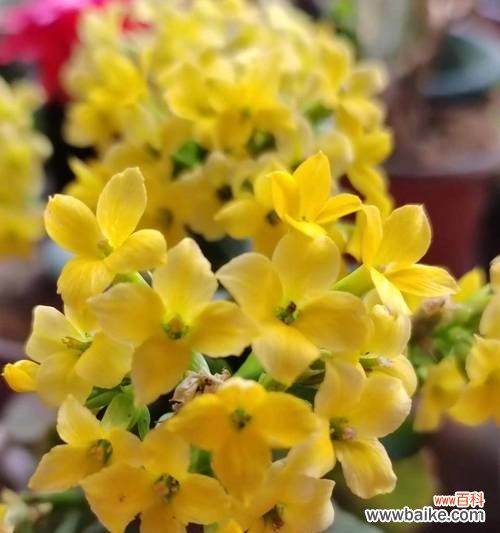 长寿花寓意好吗？长寿花的花语和象征意义是什么？