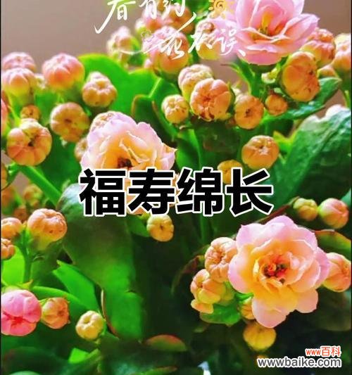 长寿花寓意好吗？长寿花的花语和象征意义是什么？