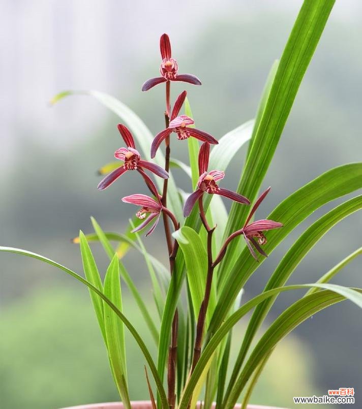 绿色花卉通常象征着什么？