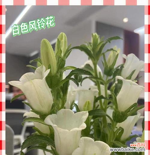 绿色花卉通常象征着什么？