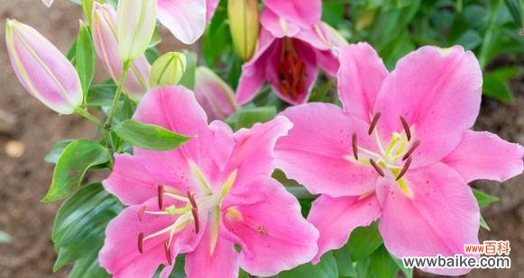 粉色白合花的寓意是什么?粉色百合花象征什么?