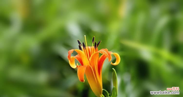 当生活压力困扰时，我们可以从萱草身上汲取什么？ 以萱草为象征的勇气与坚韧