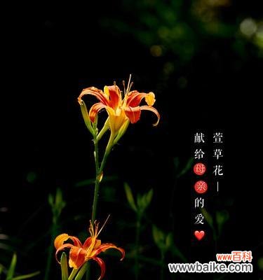 传说中的以萱草为主角的故事 以萱草的花语为主题的传说