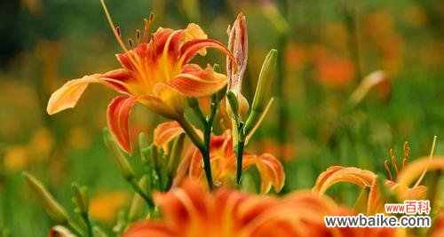 传说中的以萱草为主角的故事 以萱草的花语为主题的传说