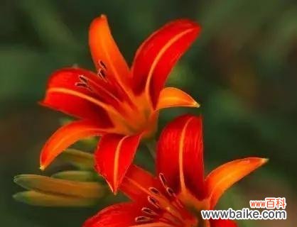 传说中的以萱草为主角的故事 以萱草的花语为主题的传说