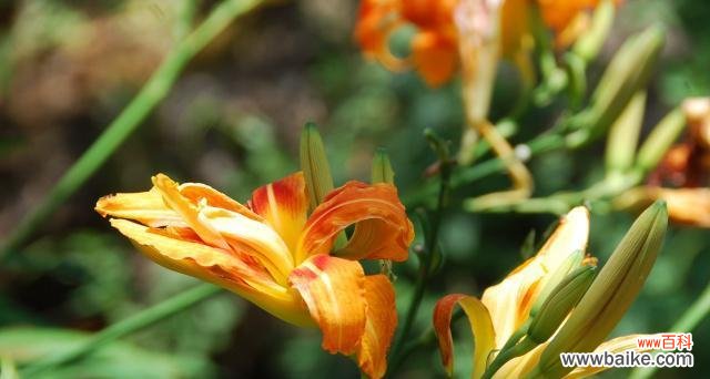 揭示萱草花语的象征和内涵，探索寓意的深远影响 萱草花语与寓意