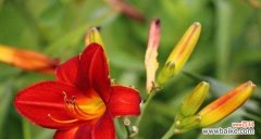 揭示萱草花语的象征和内涵，探索寓意的深远影响 萱草花语与寓意