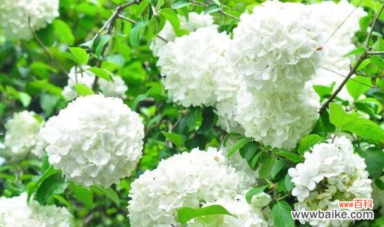 探寻绣球花的隐含含义,解读它们所传递的信息 绣球花的花语与寓意