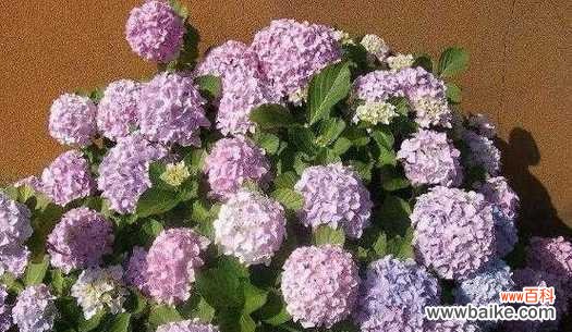 绣球花，花开寓意生生不息 绣球花的花语与象征意义