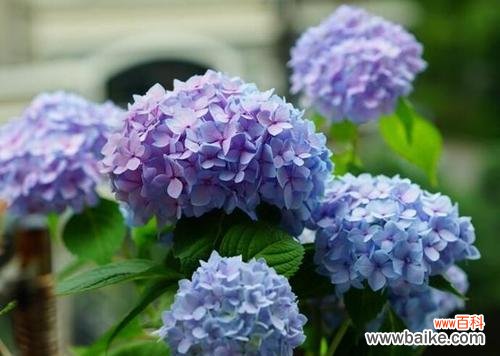 绣球花，花开寓意生生不息 绣球花的花语与象征意义