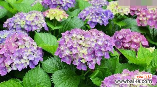 探寻绣球花的花语之谜 绣球花，花语之美