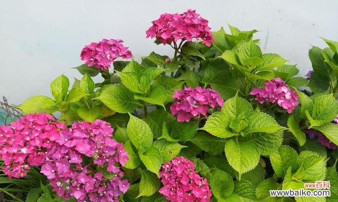 探寻绣球花的花语之谜 绣球花，花语之美