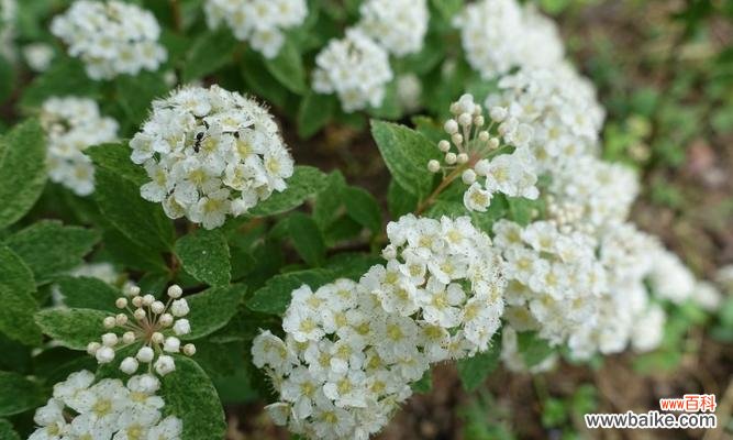 绣线菊的花语之美 绣线菊的花语与美丽