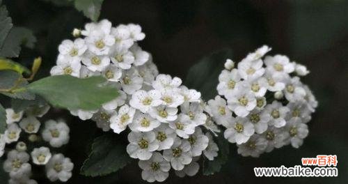 绣线菊的花语之美 绣线菊的花语与美丽