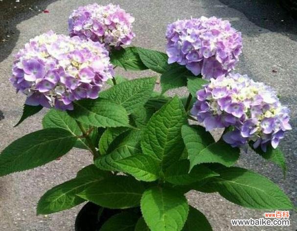 美丽花朵背后的心灵寄托 绣球花的花语与寓意