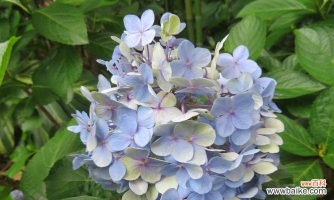 解读绣球花的含义与传统象征 绣球花的花语及其象征意义