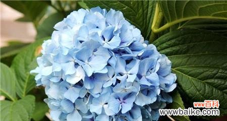 解读绣球花的含义与传统象征 绣球花的花语及其象征意义