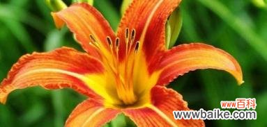 萱草花的意义和传统文化 以萱草花的花语