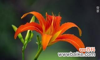 传承美德、代代相传 以萱草的寓意